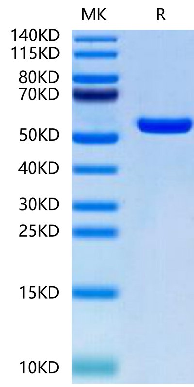 Biotinylated Human HLA-A*02:01&B2M&MAGE-A1 (KVLEYVIKV) Monomer on Tris-Bis PAGE under reduced condition. The purity is greater than 95%.