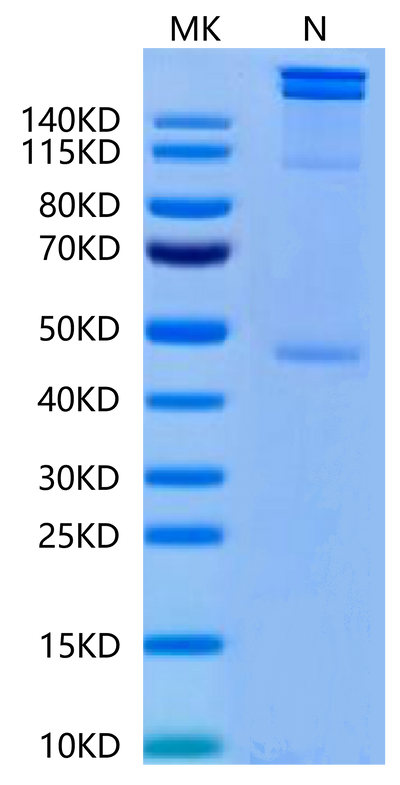 Human HLA-A*02:01&B2M&MAGE-A1 (KVLEYVIKV) Tetramer on Tris-Bis PAGE under Non reducing (N) condition. The purity is greater than 95%.