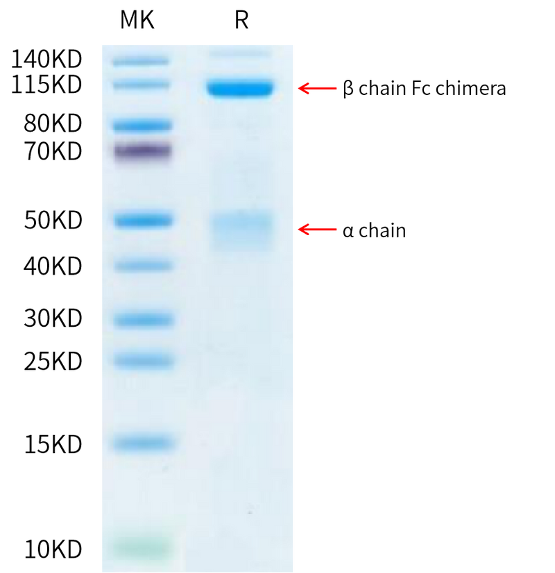 Human HGF R on Tris-Bis PAGE under reduced condition. The purity is greater than 95%.