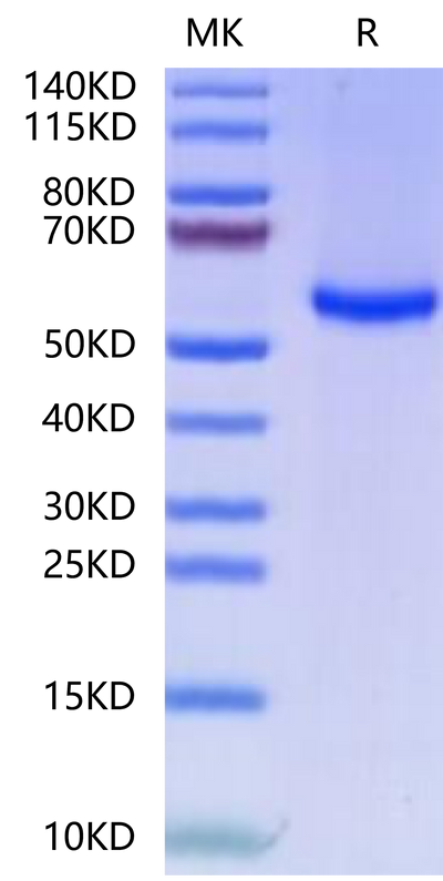 FITC-Labeled Human HLA-A*11:01&B2M&KRAS G12V (VVVGAVGVGK) Tetramer on Tris-Bis PAGE under reduced condition. The purity is greater than 95%.