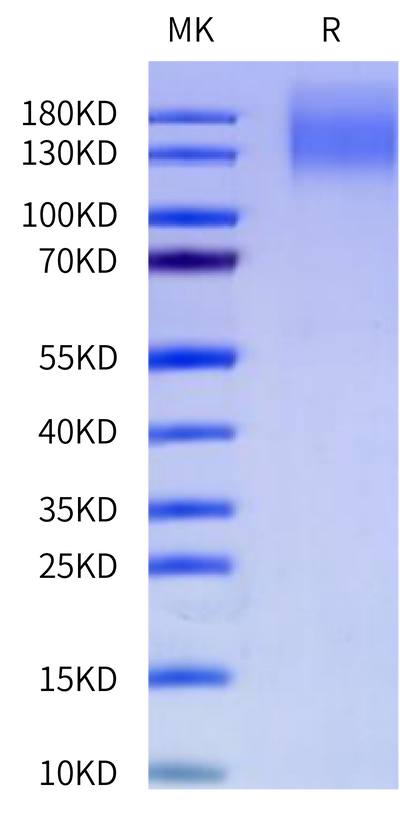 Cynomolgus CEACAM-5 on Tris-Bis PAGE under reduced condition. The purity is greater than 95%.