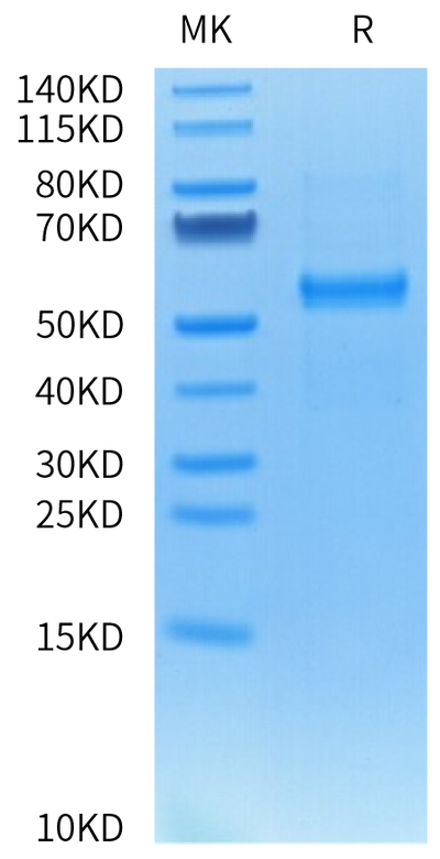 Cynomolgus DLL3 on Tris-Bis PAGE under reduced condition. The purity is greater than 95%.