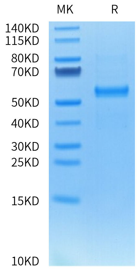 Cynomolgus DLL3 on Tris-Bis PAGE under reduced condition. The purity is greater than 95%.