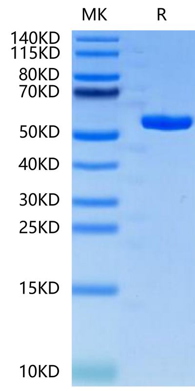 Human HLA-A*02:01&B2M&PRAME (ALYVDSLFFL) Monomer on Tris-Bis PAGE under reduced condition. The purity is greater than 95%.