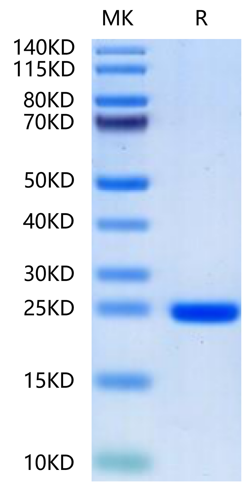 Human FGF8a-on Tris-Bis PAGE under reduced condition. The purity is greater than 95%.