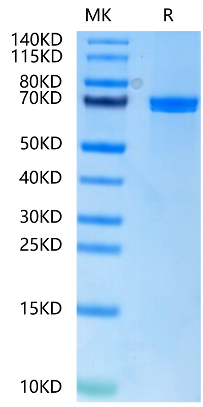 Human Wnt Surrogate-Fc Fusion on Tris-Bis PAGE under reduced condition. The purity is greater than 95%.