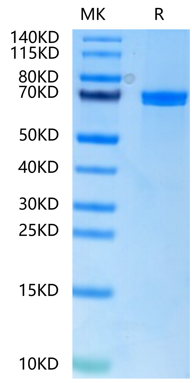 Human Wnt Surrogate-Fc Fusion on Tris-Bis PAGE under reduced condition. The purity is greater than 95%.