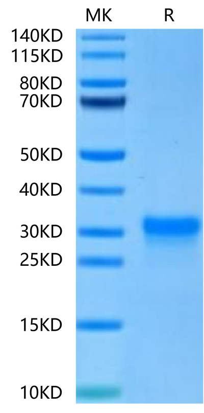 Human CD8 alpha on Tris-Bis PAGE under reduced condition. The purity is greater than 95%.