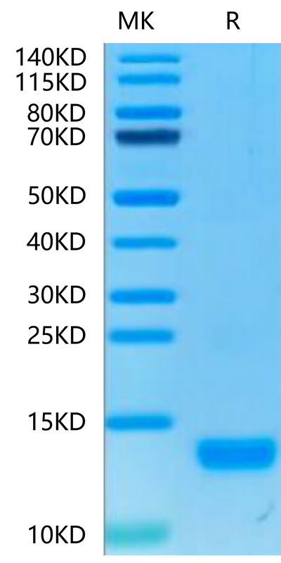 Human CXCL4 on Tris-Bis PAGE under reduced condition. The purity is greater than 95%.