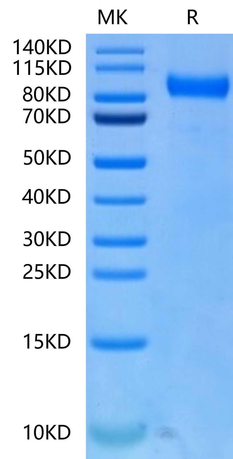 Biotinylated Human FLT3 on Tris-Bis PAGE under reduced condition. The purity is greater than 95%.