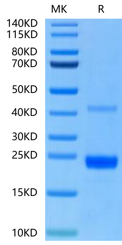 Mouse CD40 Ligand on Tris-Bis PAGE under reduced condition. The purity is greater than 95%.