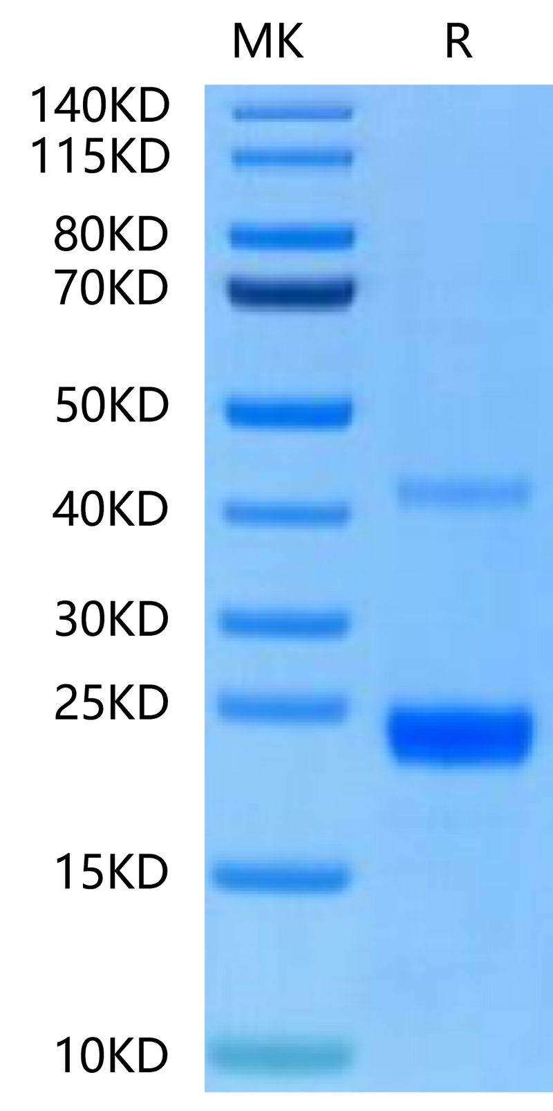 Mouse CD40 Ligand on Tris-Bis PAGE under reduced condition. The purity is greater than 95%.