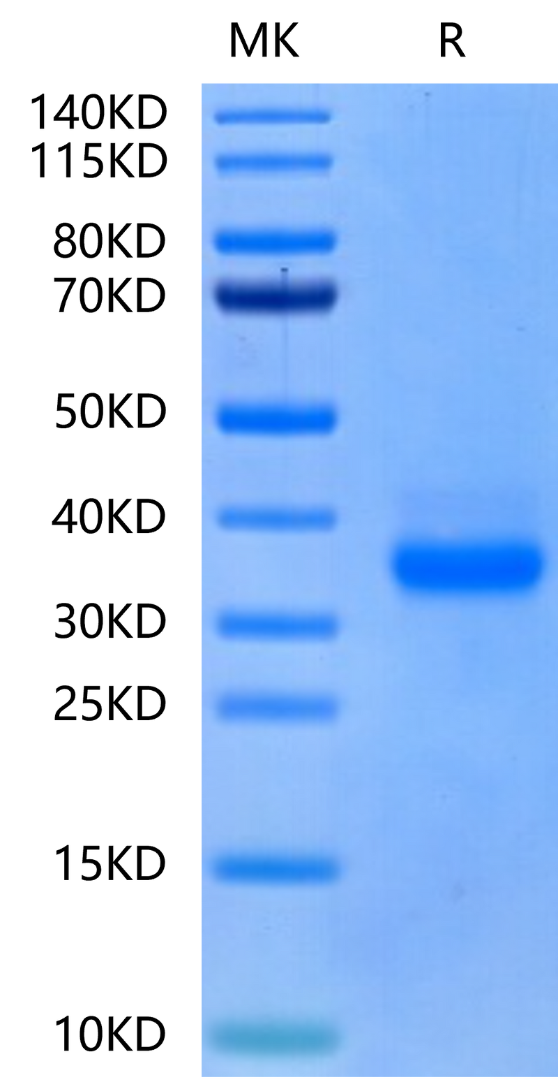 Canine CD40 on Tris-Bis PAGE under reduced condition. The purity is greater than 95%.