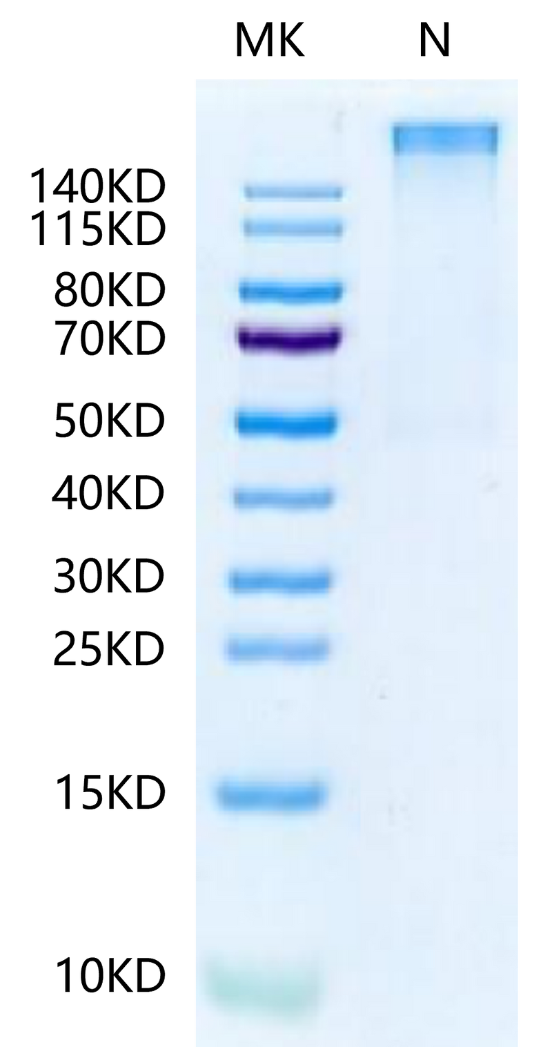 Human HLA-A*11:01&B2M&KRAS G12R (VVVGARGVGK) Tetramer on Tris-Bis PAGE under Non reducing (N) condition. The purity is greater than 95%.