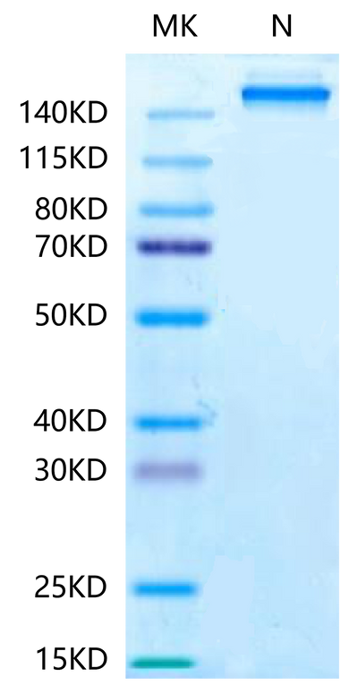 Human HLA-A*11:01&B2M&KRAS G12C (VVVGACGVGK) Tetramer-Protein on Tris-Bis PAGE under Non reducing (N) condition. The purity is greater than 95%.