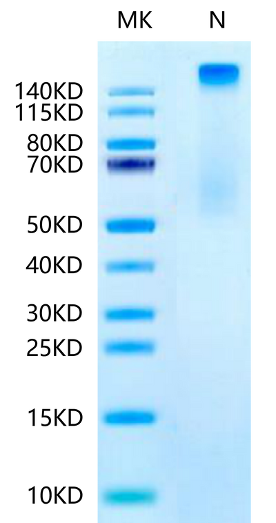 Human HLA-A*11:01&B2M&KRAS G12A (VVVGAAGVGK) Tetramer on Tris-Bis PAGE under Non reducing (N) condition. The purity is greater than 95%.