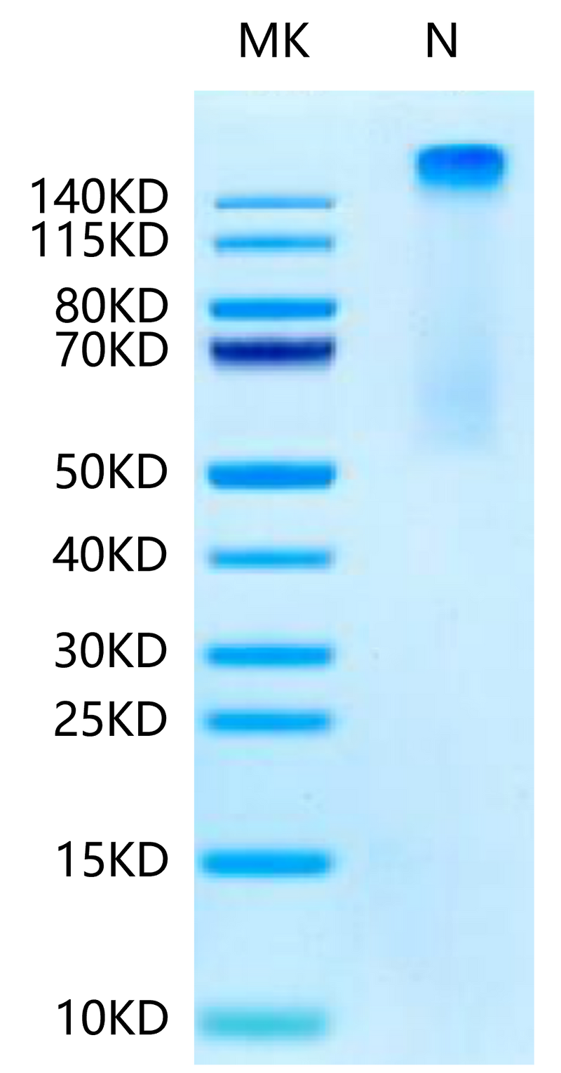 Human HLA-A*11:01&B2M&KRAS G12S (VVVGASGVGK) Tetramer on Tris-Bis PAGE under Non reducing (N) condition. The purity is greater than 95%.