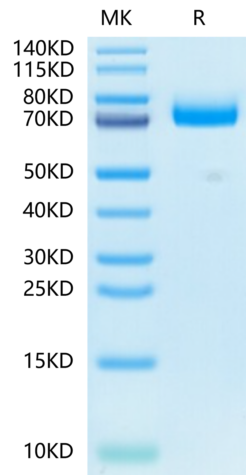 Mouse CD36 on Tris-Bis PAGE under reduced condition. The purity is greater than 95%.