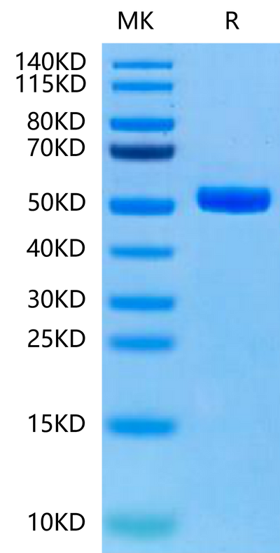 Human Peptide Ready HLA-A*11:01&B2M Monomer-on Tris-Bis PAGE under reduced condition. The purity is greater than 95%.