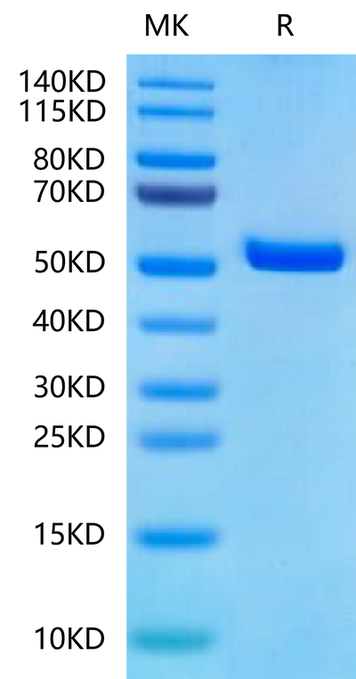 Biotinylated Human Peptide Ready HLA-A*11:01&B2M Monomer on Tris-Bis PAGE under reduced condition. The purity is greater than 95%.