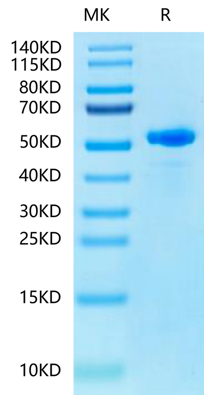 Human Peptide Ready HLA-E*01:03&B2M Monomer on Tris-Bis PAGE under reduced condition. The purity is greater than 95%.