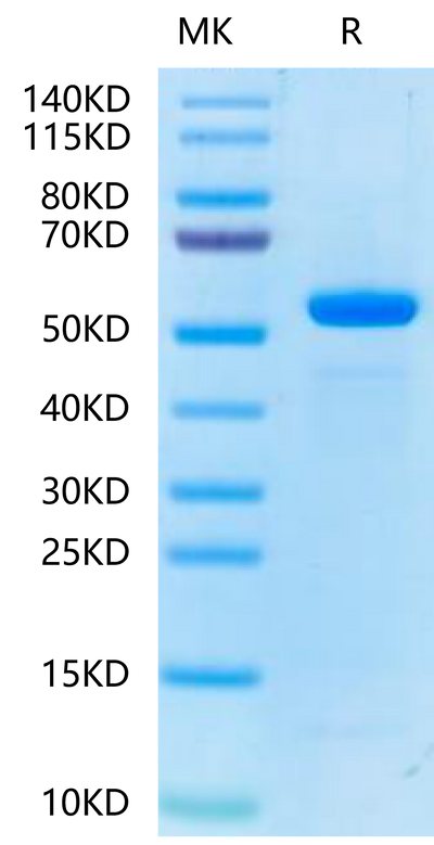 Biotinylated Human Peptide Ready HLA-E*01:03&B2M Monomer-on Tris-Bis PAGE under reduced condition. The purity is greater than 95%.