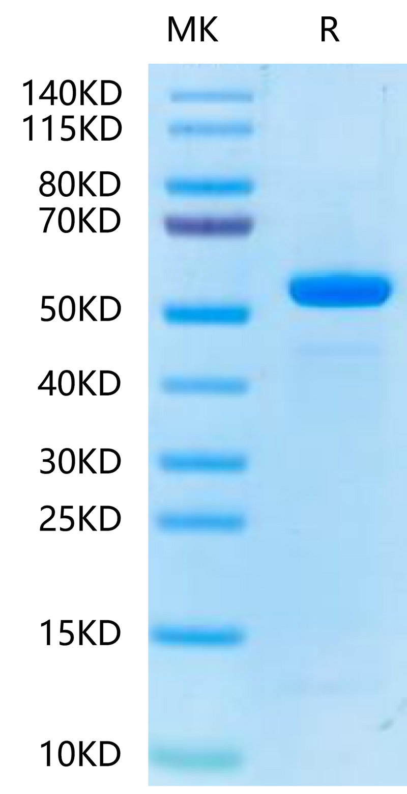 Biotinylated Human Peptide Ready HLA-E*01:03&B2M Monomer-on Tris-Bis PAGE under reduced condition. The purity is greater than 95%.