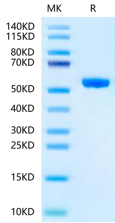 Human Peptide Ready HLA-A*02:01&B2M Monomer on Tris-Bis PAGE under reduced condition. The purity is greater than 95%.