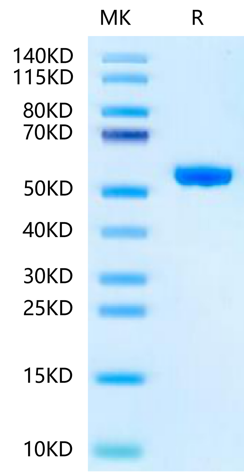 Human Peptide Ready HLA-A*02:01&B2M Monomer on Tris-Bis PAGE under reduced condition. The purity is greater than 95%.