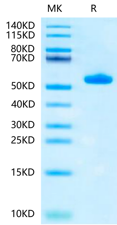 Biotinylated Human Peptide Ready HLA-A*02:01&B2M Monomer on Tris-Bis PAGE under reduced condition. The purity is greater than 95%.