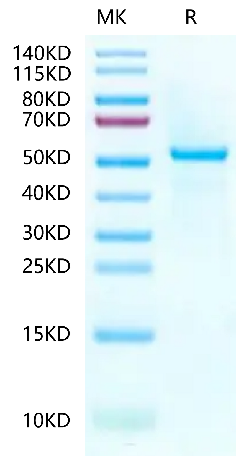 Human Peptide Ready HLA-A*03:01&B2M Monomer on Tris-Bis PAGE under reduced condition. The purity is greater than 95%.