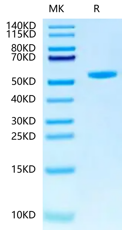 Human Peptide Ready HLA-G&B2M Monomer on Tris-Bis PAGE under reduced condition. The purity is greater than 95%.