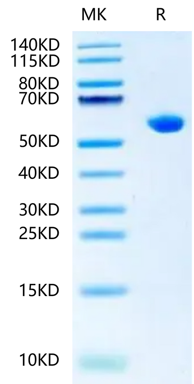 Biotinlylated Human HLA-B*15:01&B2M&SARS-CoV-2 epitope (NQKLIANQF) Monomer on Tris-Bis PAGE under reduced condition. The purity is greater than 95%.