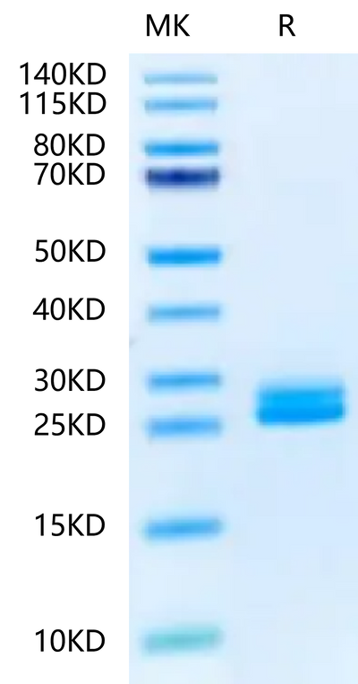 Biotinylated Mouse IL-23A on Tris-Bis PAGE under reduced condition. The purity is greater than 95%.