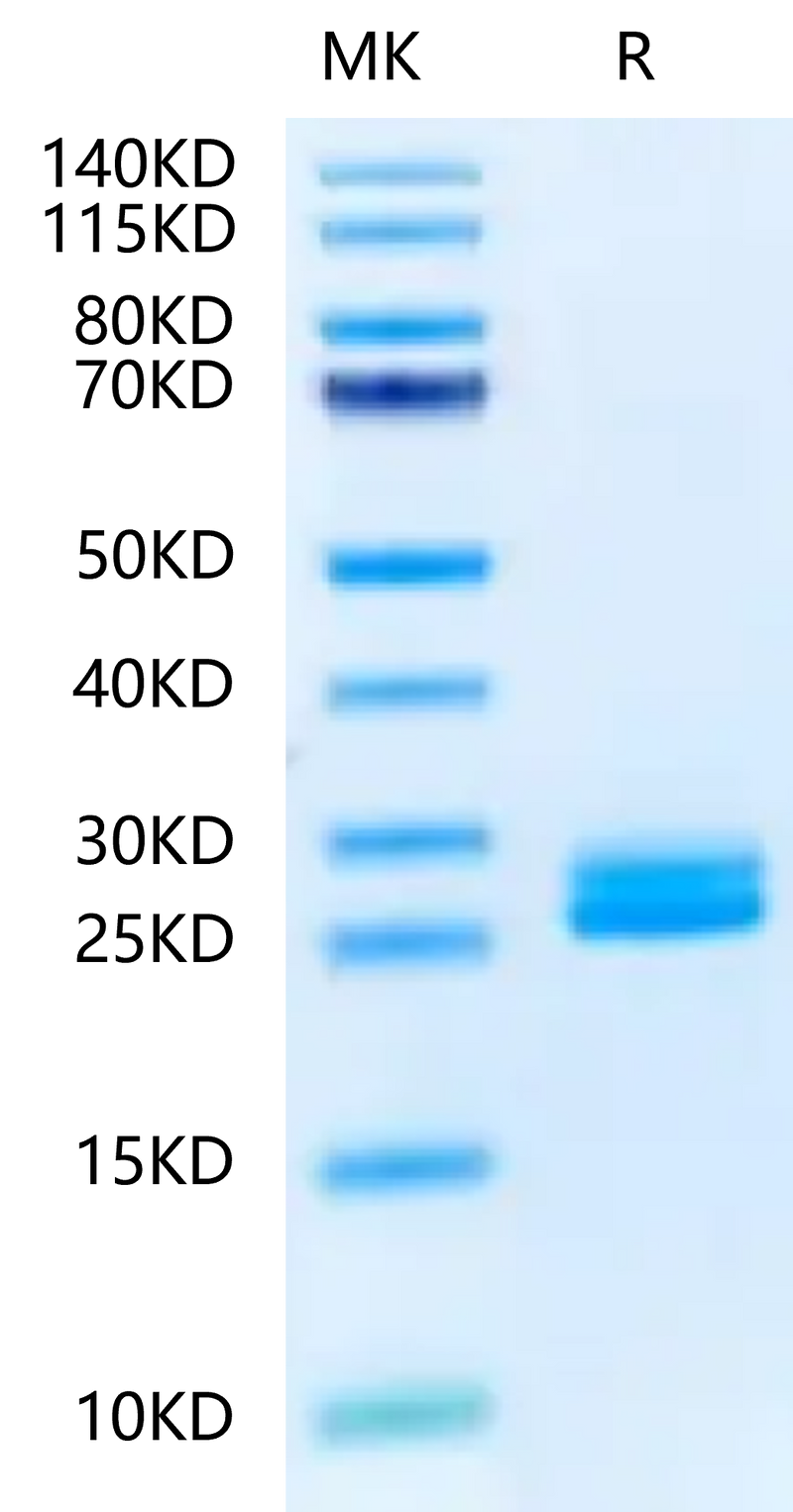 Biotinylated Mouse IL-23A on Tris-Bis PAGE under reduced condition. The purity is greater than 95%.