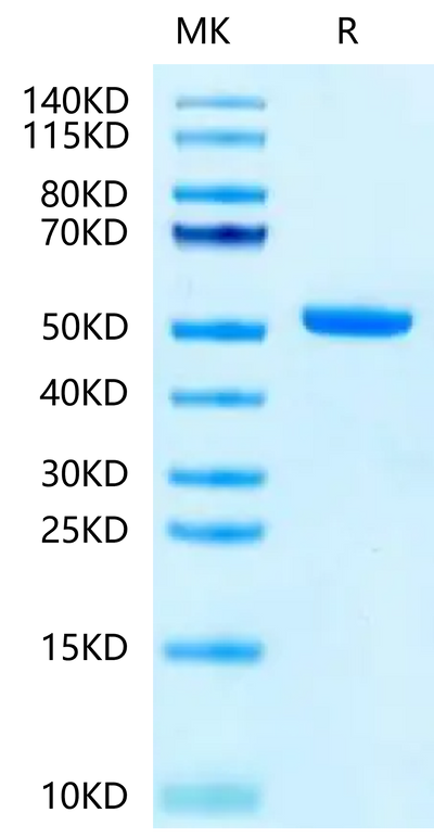 Biotinylated Cynomolgus/Rhesus macaque FcRn on Tris-Bis PAGE under reduced condition. The purity is greater than 95%.