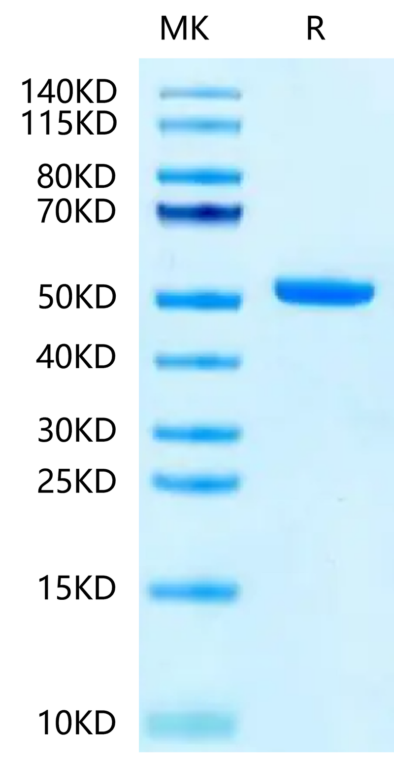 Biotinylated Cynomolgus/Rhesus macaque FcRn on Tris-Bis PAGE under reduced condition. The purity is greater than 95%.