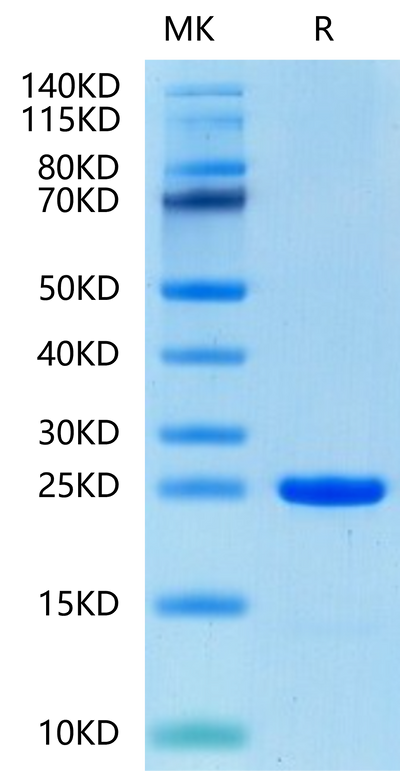 Human FGF8b-on Tris-Bis PAGE under reduced condition. The purity is greater than 95%.