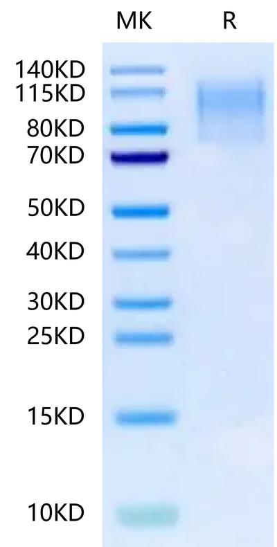 Mouse CD43 on Tris-Bis PAGE under reduced condition. The purity is greater than 95%.