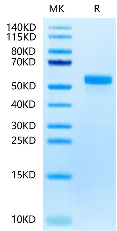 Biotinylated Human DLL3 on Tris-Bis PAGE under reduced condition. The purity is greater than 95%.