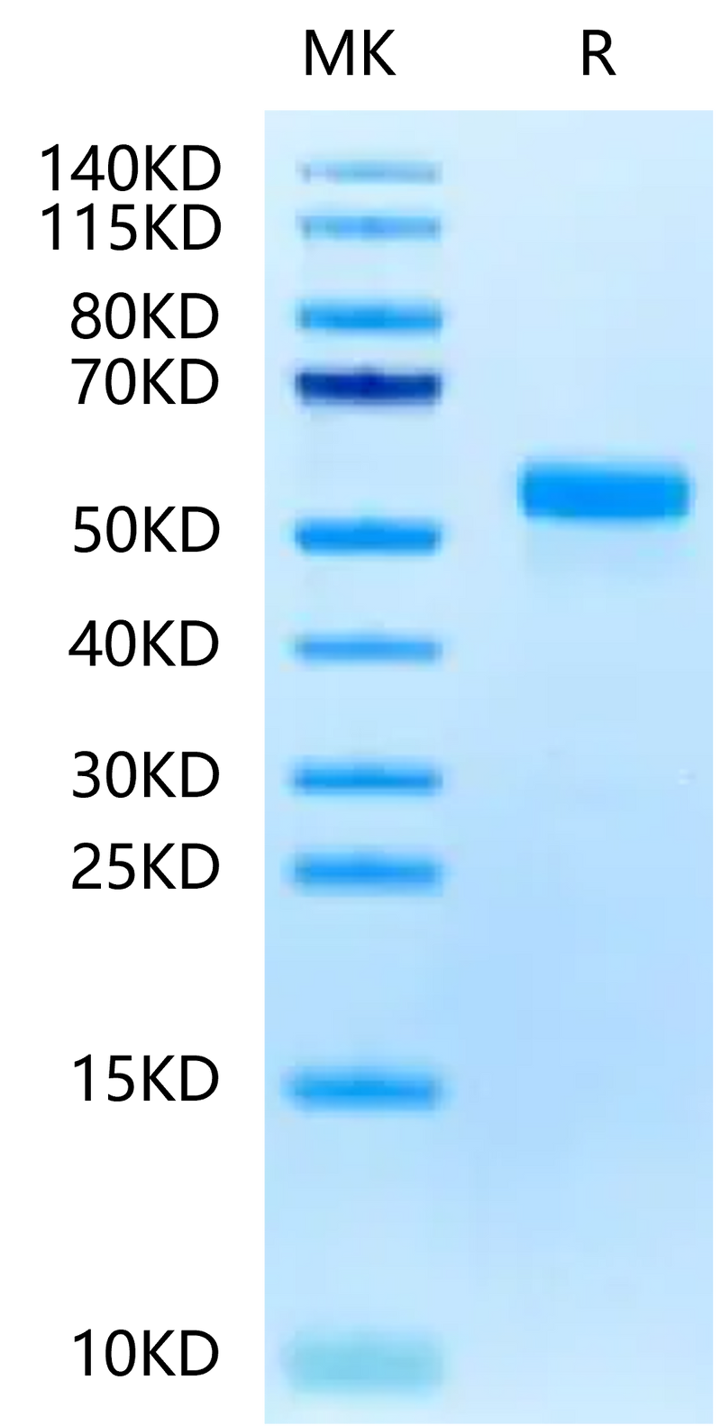 Biotinylated Human DLL3 on Tris-Bis PAGE under reduced condition. The purity is greater than 95%.