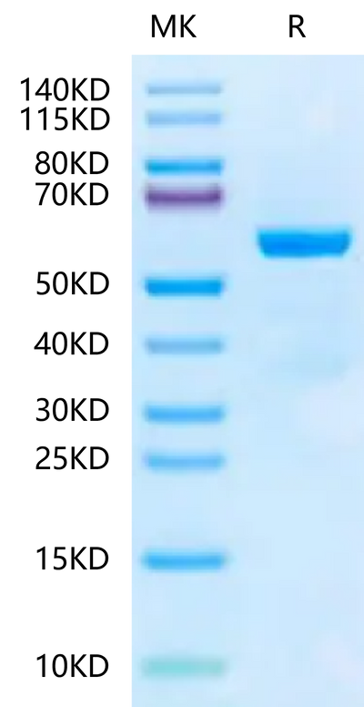 Mouse Qa-1b&B2M&Qdm (AMAPRTLLL) Monomer on Tris-Bis PAGE under reduced condition. The purity is greater than 95%.