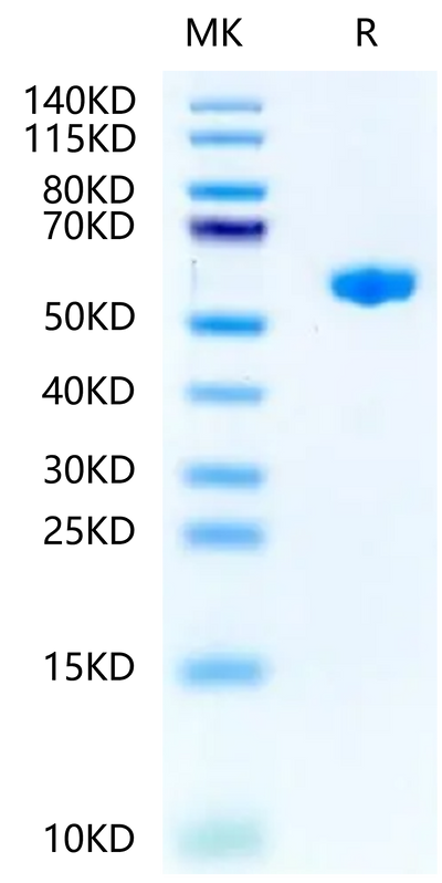 Mouse H-2K (b) &B2M&OVA (SIINFEKL) Monomer on Tris-Bis PAGE under reduced condition. The purity is greater than 95%.