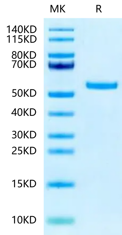 Biotinylated Human Peptide Ready HLA-G&B2M Monomer on Tris-Bis PAGE under reduced condition. The purity is greater than 95%.