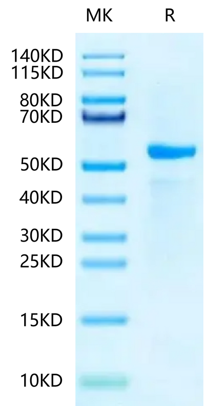 Biotinylated Human Peptide Ready HLA-A*03:01&B2M Monomer on Tris-Bis PAGE under reduced condition. The purity is greater than 95%.