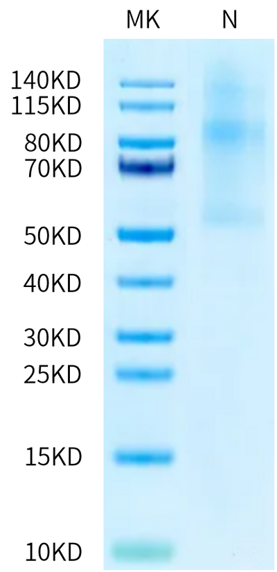 Human LIGHT Trimer on Tris-Bis PAGE under Non reducing (N) condition. The purity is greater than 90%.