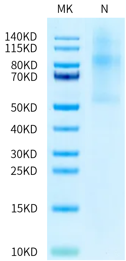 Human LIGHT Trimer on Tris-Bis PAGE under Non reducing (N) condition. The purity is greater than 90%.