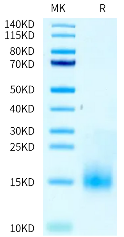 Cynomolgus/Rhesus macaque BCMA on Tris-Bis PAGE under reduced condition. The purity is greater than 95%.