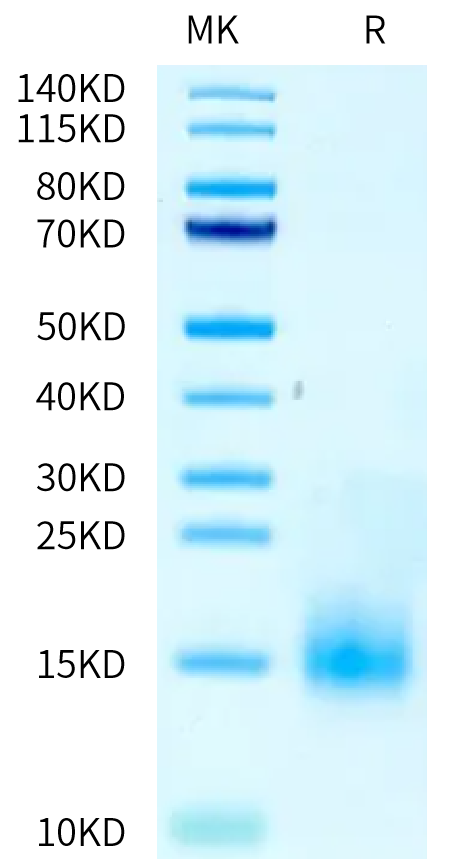 Cynomolgus/Rhesus macaque BCMA on Tris-Bis PAGE under reduced condition. The purity is greater than 95%.