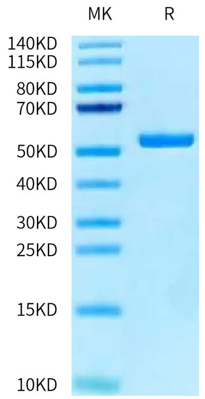 Human Peptide Ready HLA-A*24:02&B2M Monomer on Tris-Bis PAGE under reduced condition. The purity is greater than 95%.